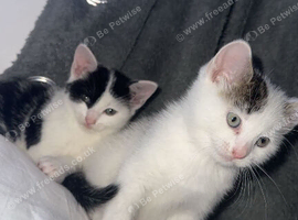 2 beautiful kittens