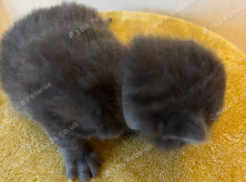 7 blue/grey British Shorthair kittens for sale