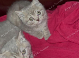 Stunning blue/lilac British blue kittens