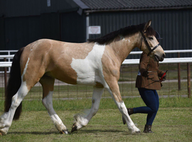 Striking boy oozing potential CHAPS registered