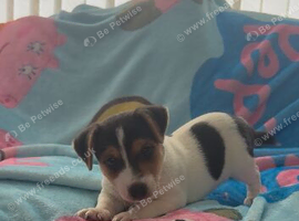 Jack Russell boy puppy