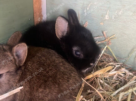 Baby neverland dawf babies