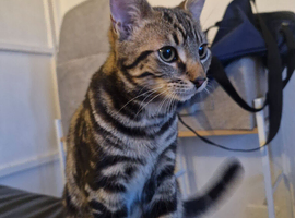 Stunning & Affectionate Classic Tabby Pattern &ndash; Very Loving Home Wanted