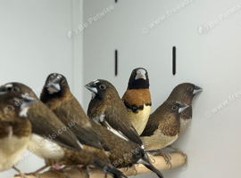Bengalse finches