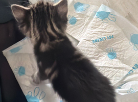 Kittens for sale