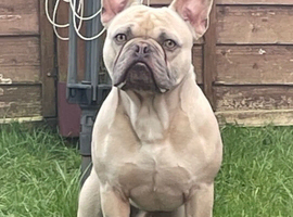 4 year old male, blue fawn French bulldog