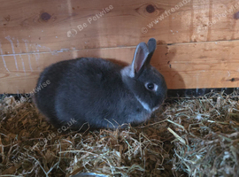 Blue fox netherland dwarf buck kit