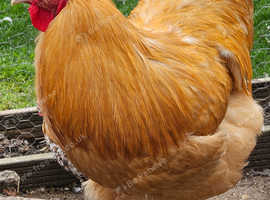 Buff orpington rooster