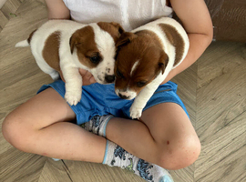 Jack Russell puppies for sale