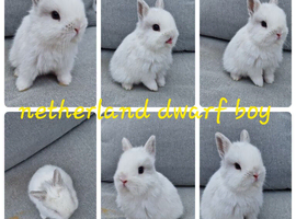 Netherland dwarf babies available for reserve