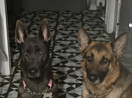 Dutch shepherd cross german shepherd puppies for sale