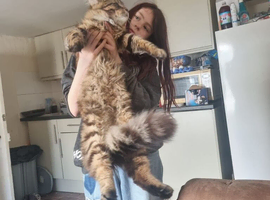 Maincoon babies