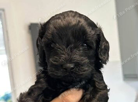 Cavapoo puppies for sale
