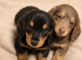 Mini long dachshunds