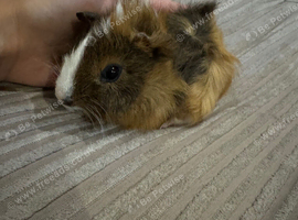 Baby guinea pigs