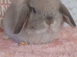Mini lops ready now