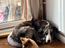 Blue Merle Lurcher
