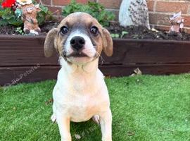 Miniature jack russelll