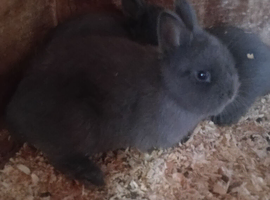 Netherland dwarf babys