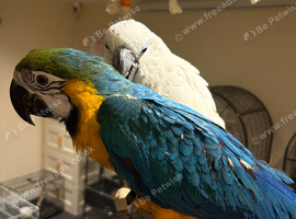 HandReared Super tame female blue and gold macaw