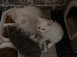 4 beautiful Persian kittens, ready now