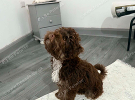 Chocolate Cavapoo boy