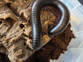 Giant African Millipede + Optional Setup