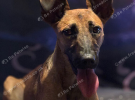 Looking to rehome