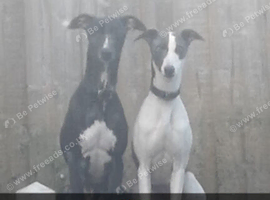 KC Registered Whippet Puppies Due &ndash; Family Pets & Working Homes Welcome