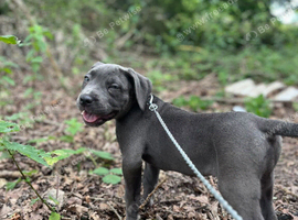 Cane corso x neo mastiff