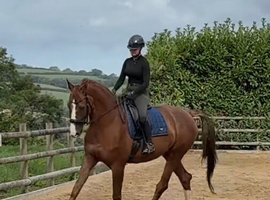 Quality Dressage Gelding