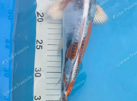 Japanese Koi