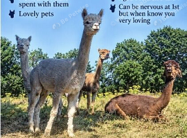 Alpacas for sale