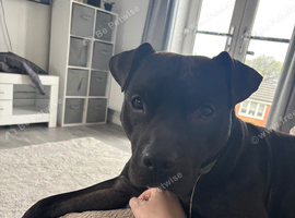 Male staffy