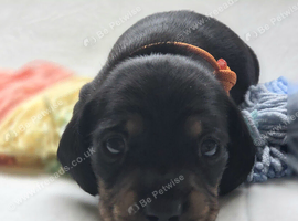 Beautiful KC Registered Dachshund Puppy Available