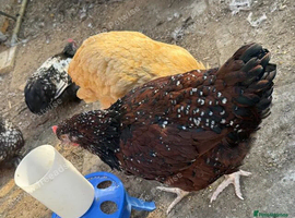 Pekin Bantams