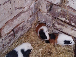 Baby female guinea pigs