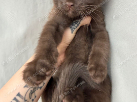 Kittens for sale