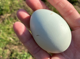 Cream created legbar hatching eggs &pound;3 each