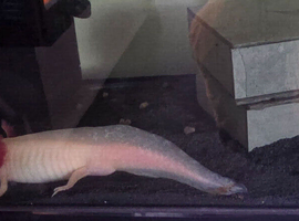 2 x Axolotl