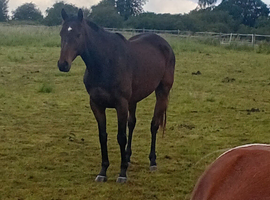 Beautiful Irish tb gelding 6 yr old