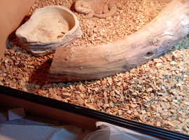 Bearded dragon