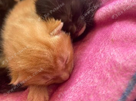 Ginger kittens