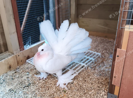 Show quality Indian fantails for sale