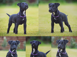 5 star licensed registered breeder, Jack Russell, parsons Russell, patterdale