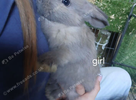 Baby bunnies for sale &pound;20 or 2 for &pound;30