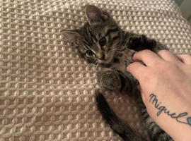 Boy kitten