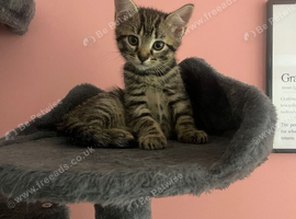 Turkish angora tabby mix