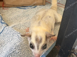 Sugar gliders including full set up