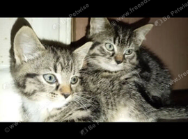 FULL BRED TABBY